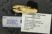 Procambarus (Leconticambarus) image